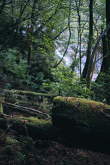 Fototapeta na wymiar Winter Yaskuhima forest in Kyusyu Japan(World Heritage in Japan)