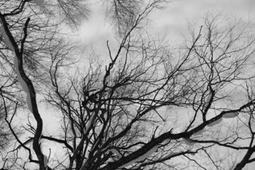 branch of tree silhouette on white background. black and white photo.