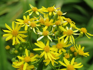Yellow garden flowers