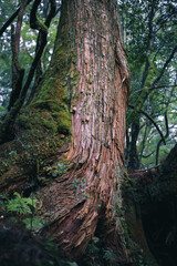Winter Yaskuhima forest in Kyusyu Japan(World Heritage in Japan)