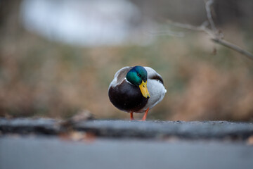 Stockenten an einem See