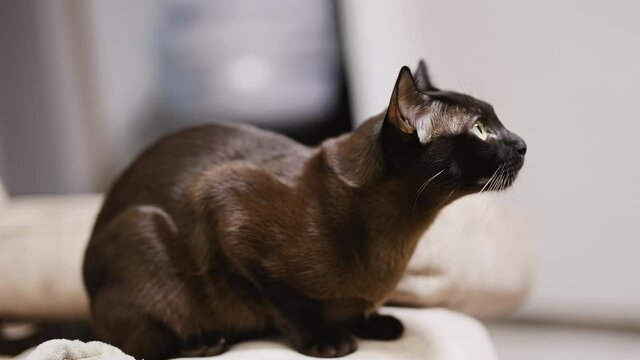 Black domestic cat sitting on the couch and looking up. Yellow-eyed kitty with shining fur watching something attentively. Side view.
