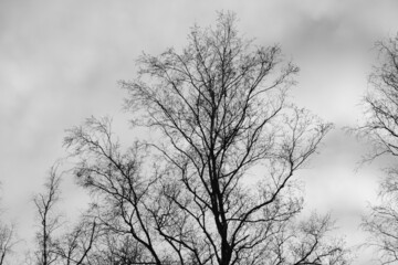 Fototapeta na wymiar branch of tree silhouette on white background. black and white photo.