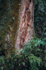 Winter Yaskuhima forest in Kyusyu Japan(World Heritage in Japan)