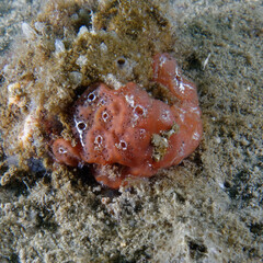 Colonial Sea squirt (Aplidium nordmanni) in Mediterranean Sea