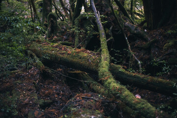 Winter Yaskuhima forest in Kyusyu Japan(World Heritage in Japan)