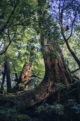 Winter Yaskuhima forest in Kyusyu Japan(World Heritage in Japan)