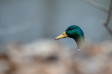 Stockenten an einem See