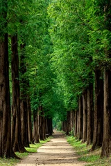 Rolgordijnen Metasequoia © Sr