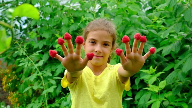 The child is harvesting raspberries in the garden. Selective focus.