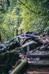 Winter Yaskuhima forest in Kyusyu Japan(World Heritage in Japan)