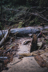 Winter Yaskuhima forest in Kyusyu Japan(World Heritage in Japan)