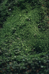 Winter Yaskuhima forest in Kyusyu Japan(World Heritage in Japan)