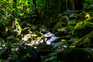 Madeira - Levada dos Cedros