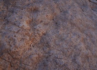 Fossils, the petrified living organisms