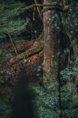 Winter Yaskuhima forest in Kyusyu Japan(World Heritage in Japan)