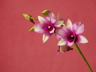 Belle orchidée dendrobium sur fond rose. Espace texte.