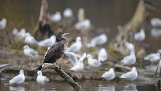 A young cormorant resting on branch, cloudy day in winter