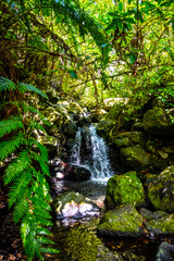 Madeira - Levada dos Cedros