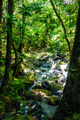 Fototapeta premium Madeira - Levada dos Cedros