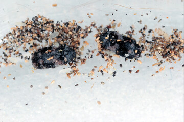 Eggs, beetles and young larvae of Trogoderma angustum from the family Dermestidae a skin beetles. It is a foreign species in Europe and a common pest in homes.