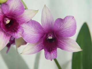Fleurs d'orchidée Dendrobium rose en gros plan 