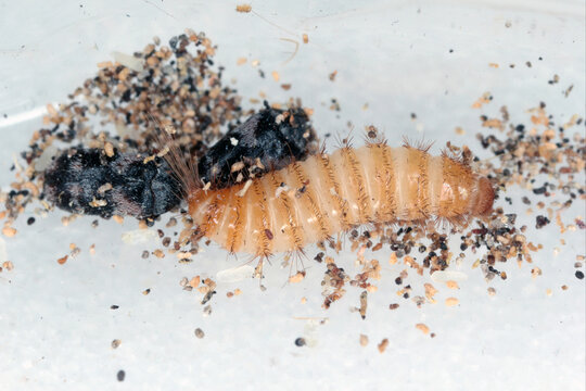 Eggs, beetles and larva of Trogoderma angustum from the family Dermestidae a skin beetles. It is a foreign species in Europe and a common pest in homes.
