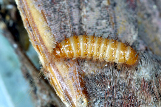 Larva of Trogoderma angustum on dead butterfly invasive species of dermatidae in Europe