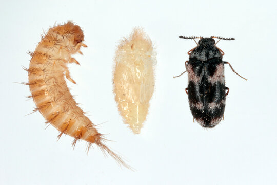 Beetle, pupa and larva of Trogoderma angustum from the family Dermestidae a skin beetles. It is a foreign species in Europe and a common pest in homes.
