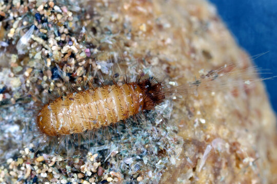 Larva of Trogoderma angustum on dead butterfly invasive species of dermatidae in Europe