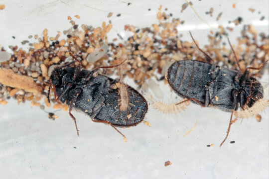 Eggs, beetles and young larvae of Trogoderma angustum from the family Dermestidae a skin beetles. It is a foreign species in Europe and a common pest in homes.