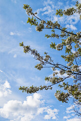 Cherry blossom against a blue sky with scattered cloud