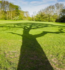 Long shadow of a tree on a background of grass