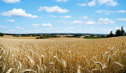 Goldgelbe, weite Getreidefelder eingerahmt in einer sommerlichen Landschaft. 