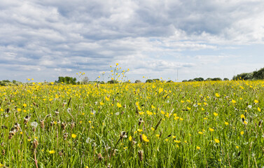 Field of wild flowers and grasses in the UK