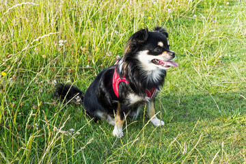 Chihuahua sitting in field with tongue out