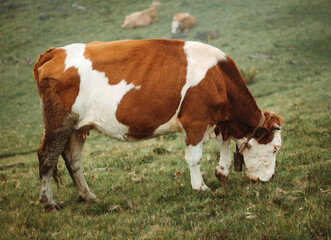 Fototapeta na wymiar brown and white cow eating grass in a field