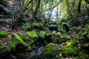 Madeira - Levada dos Cedros