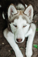 Siberian Hasky sitting on the floor,in the background are grass