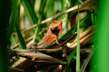 Oriental garden lizard