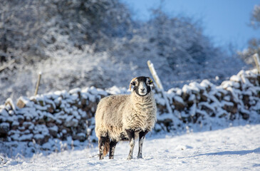 A fine Swaledale ewe sheep in deepest winter with snow covered trees, walling and field.  Swaledale sheep are a hardy breed native to North Yorkshire.  Facing forward.  Copy Space