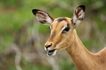 Impala (Aepyceros melampus). Mpumalanga female. South Africa.