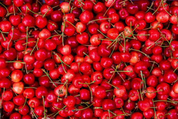 Background of red cherries with peduncles. Lots of fresh fruit.