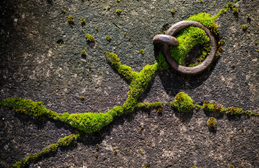 Moss structures and corroded rusty iron fixing ring on concrete floor. Bright green plants contrasting with grey background illuminated by low sunlight, macro close up still life in a german garden.