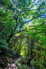 Fototapeta premium Madeira - Levada dos Cedros