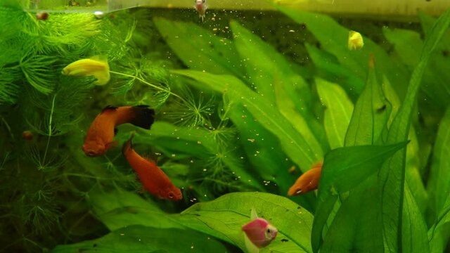 Red sword-bearers, yellow danios, pink ternetzi eat food in an aquarium among green algae, close up.