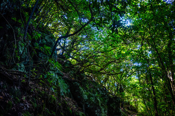 Madeira - Levada dos Cedros