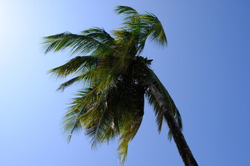 palm tree against sky