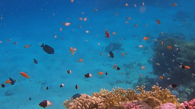 Slow motion video of coral fish, snorkeling, freedifing, diving in Egypt on the beach. Underwater world of the Red Sea. Fish in the Red Sea Egypt.  Coral reef. 50 fps 4 K.
