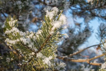 Pine tree branch covered in fluffy snowflakes. Coniferous forest on sunny wintertime